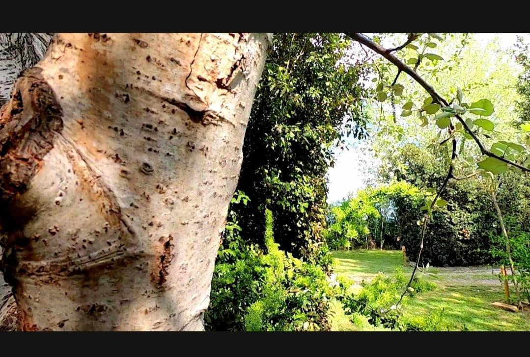 Bnatural Glamping Naturista/Nudista Baratti Exterior foto